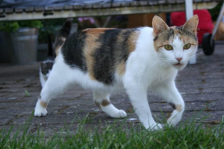 Blanding af racer Mischa - kaldes Mitte billede 18