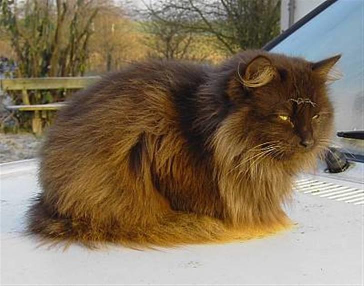 Blanding af racer Schoko billede 1