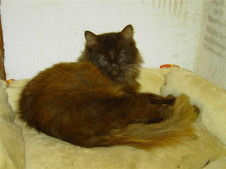 Blanding af racer Schoko billede 2