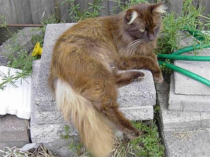 Blanding af racer Schoko billede 3