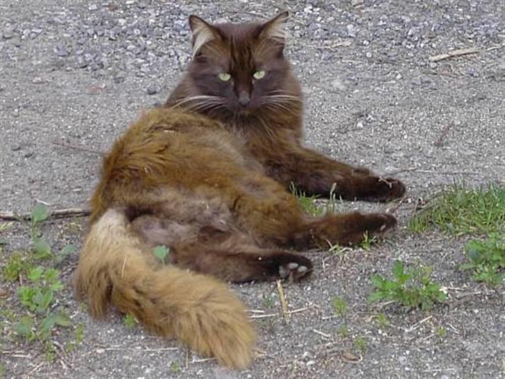 Blanding af racer Schoko billede 4