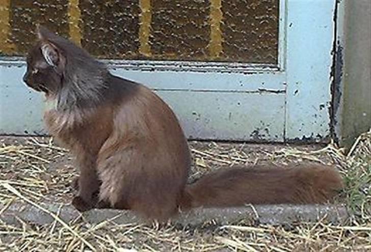 Blanding af racer Schoko billede 5