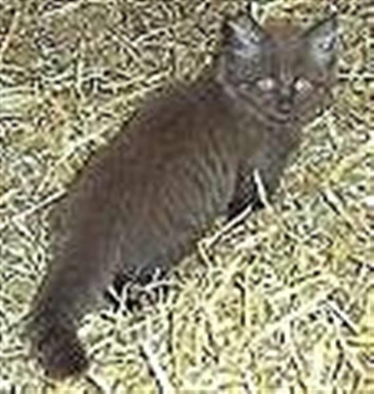 Blanding af racer Schoko billede 6