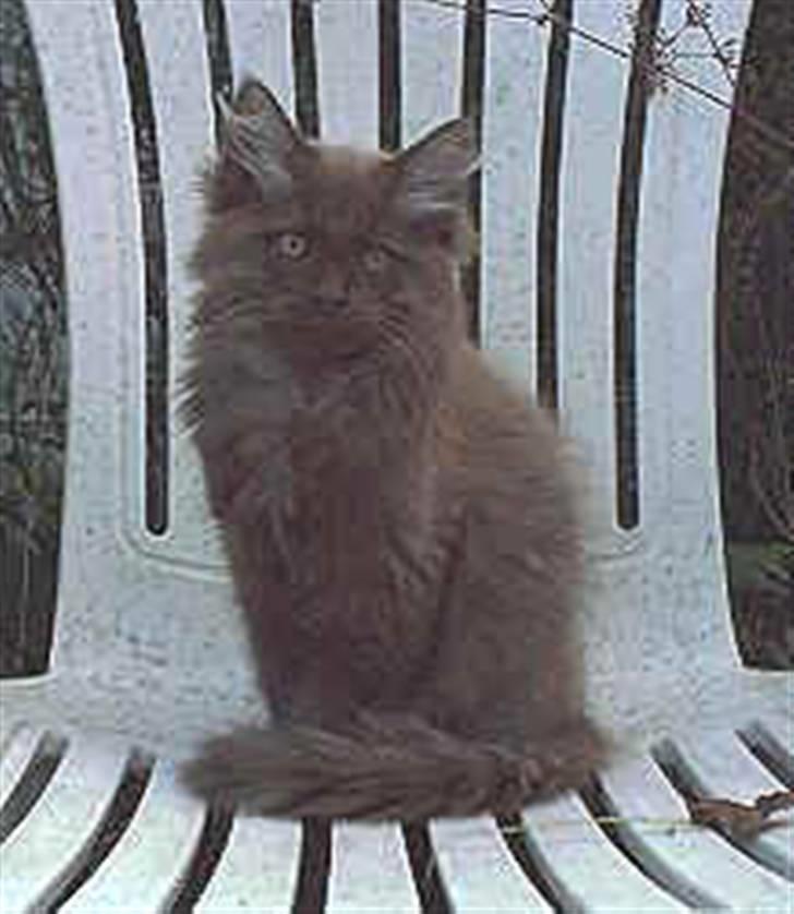 Blanding af racer Schoko billede 7