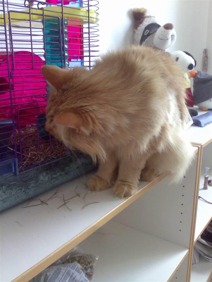 Norsk Skovkat Bandit billede 7