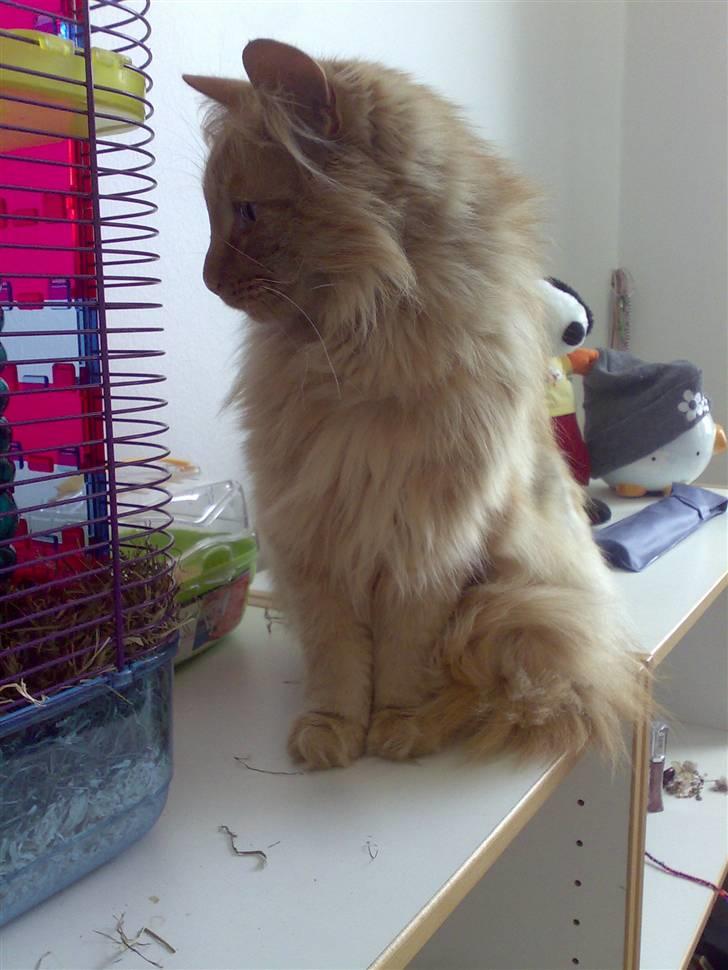 Norsk Skovkat Bandit billede 8