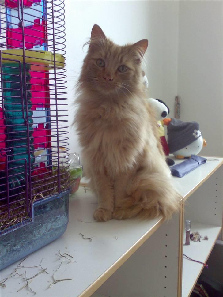 Norsk Skovkat Bandit billede 9