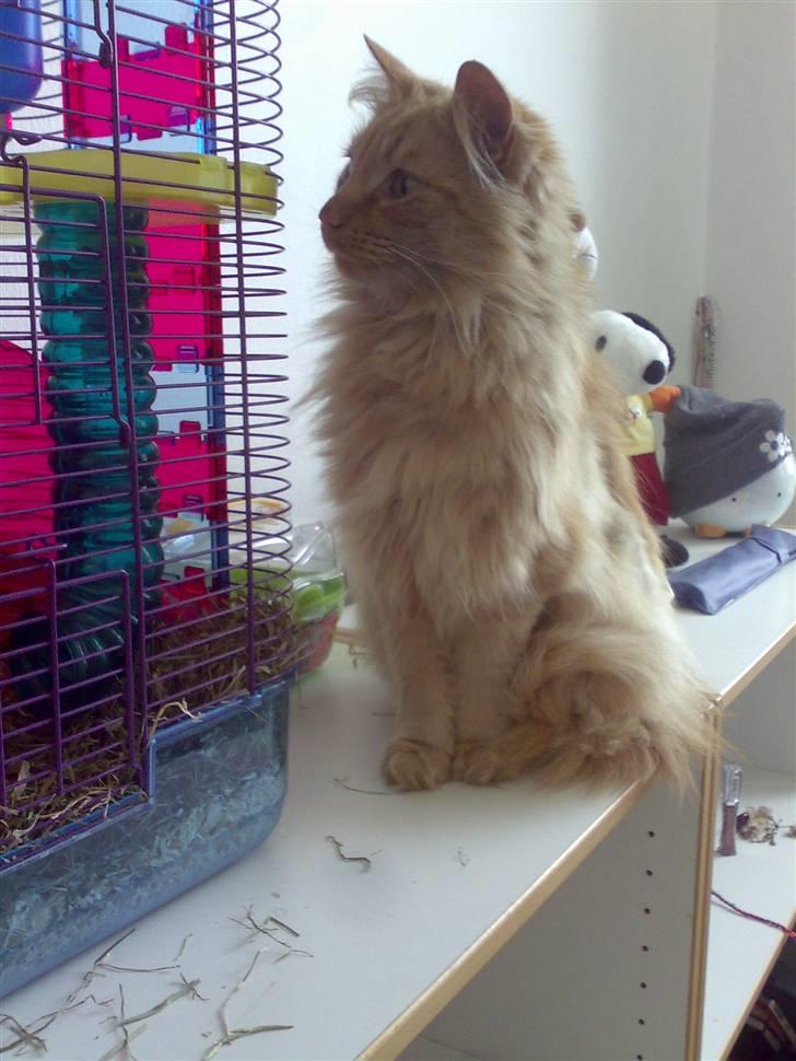 Norsk Skovkat Bandit billede 10