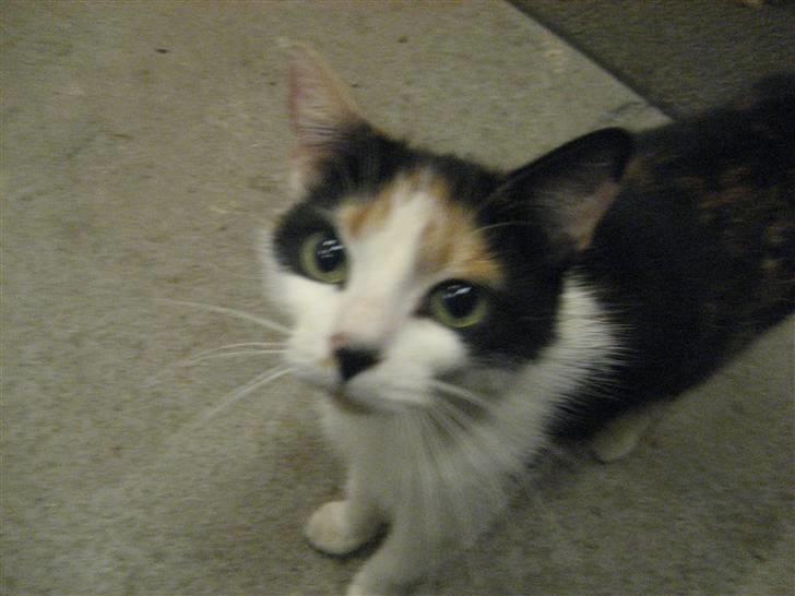 Blanding af racer wendy - hej hej med dig XD billede 1