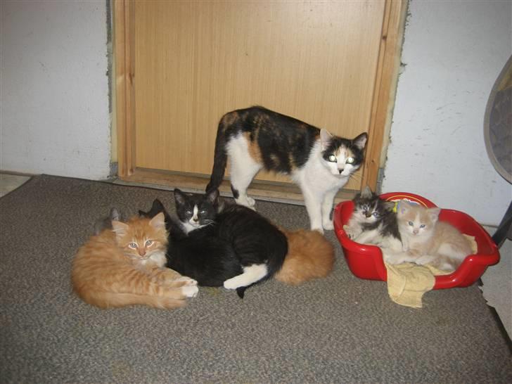 Blanding af racer wendy - wendy sammen med sine unger og børnebørn billede 2