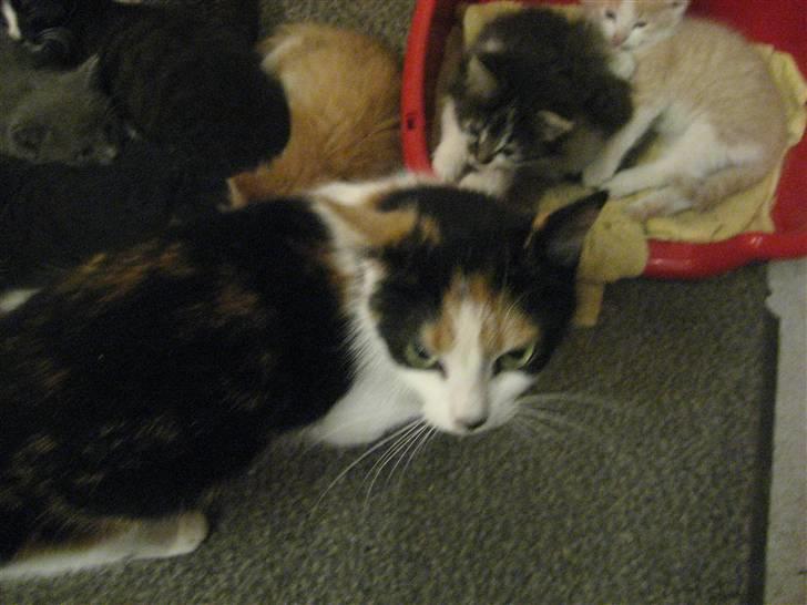 Blanding af racer wendy - hvad nu ??? billede 3