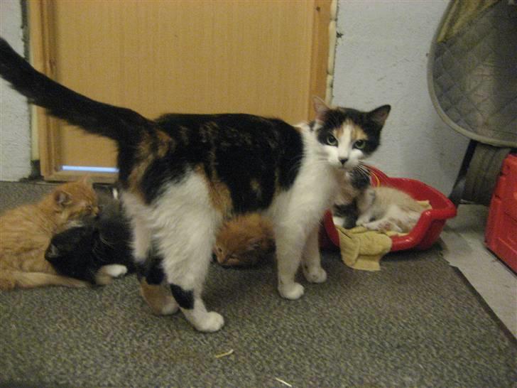 Blanding af racer wendy - jeg har ikke tid til at få taget billeder nu !!! billede 4