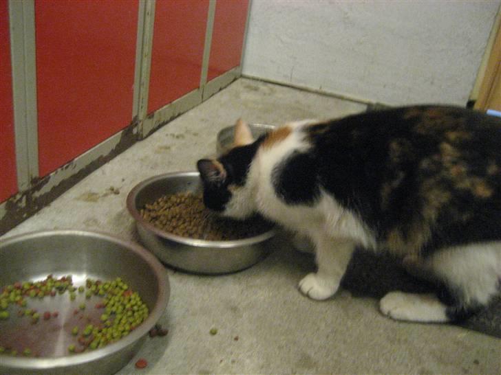 Blanding af racer wendy - man blir jo sulten af at passe børn XD billede 5