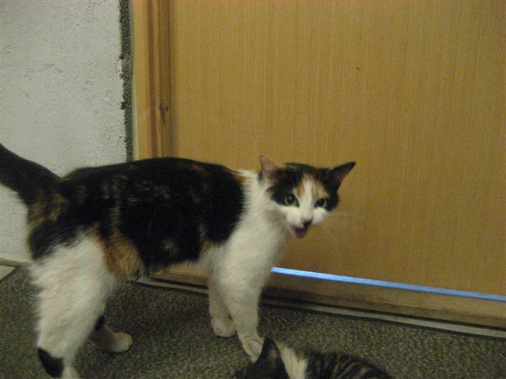 Blanding af racer wendy - hvad så unger ?? billede 6