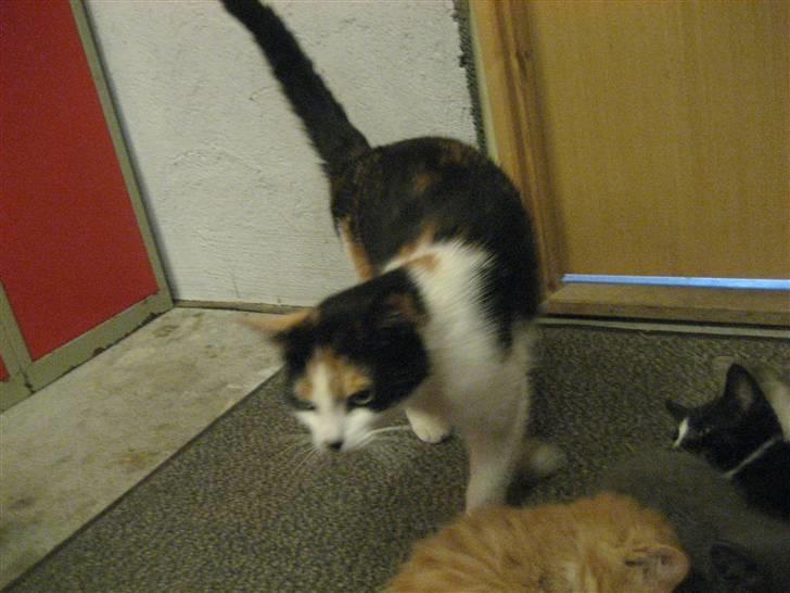 Blanding af racer wendy - når nu går jeg hej hej  billede 7