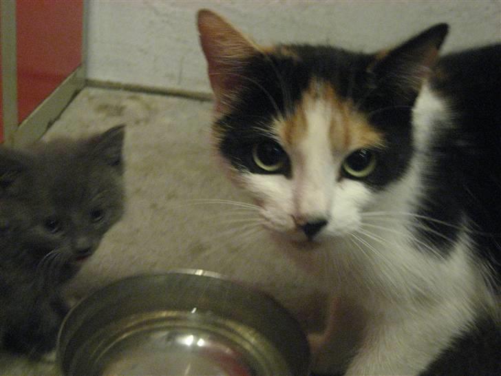 Blanding af racer wendy - wendy sammen med barnebarn billede 8