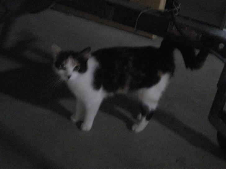 Blanding af racer wendy - enlig lidt væk fra de små møg unger billede 9