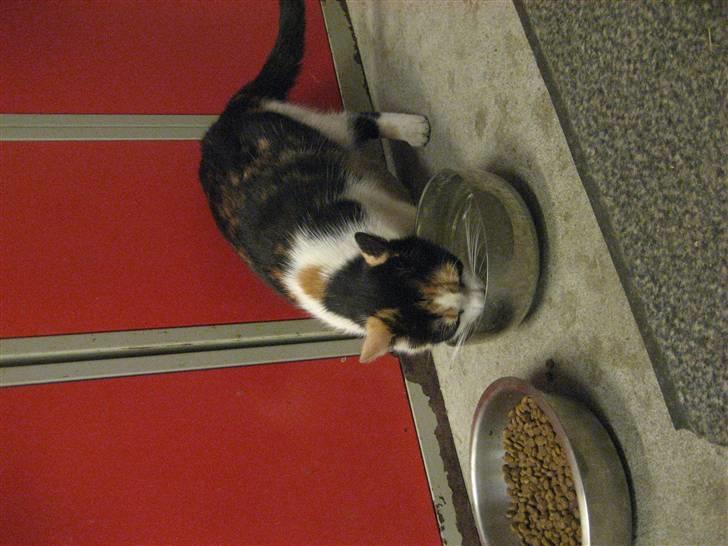 Blanding af racer wendy - jeg er sulten !!!! billede 10