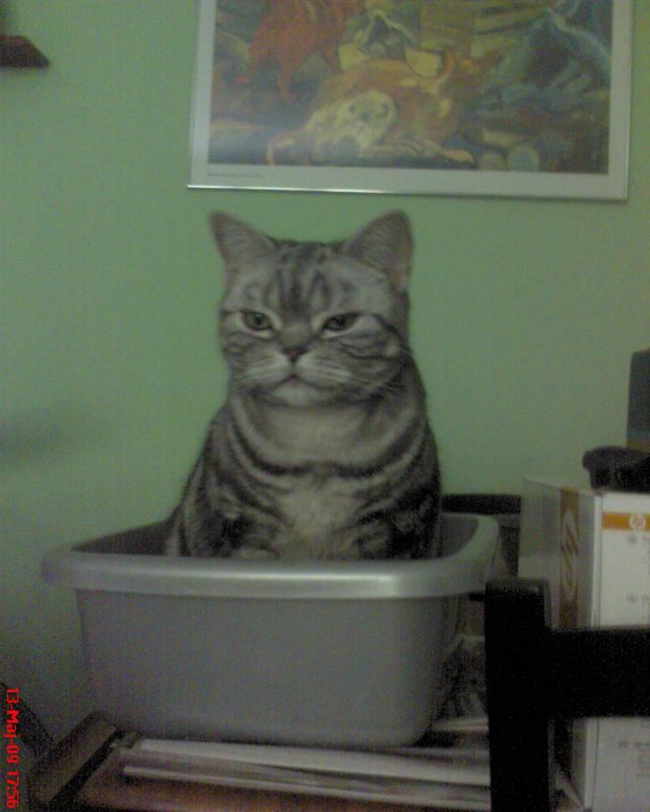 British Shorthair Albert - Elsker tomme baljer eller kasser, som alle andre katte. billede 17