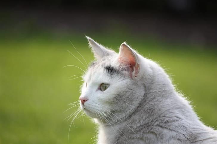 Huskat lulu - Lulu på jagt efter sommerfugle:) billede 14