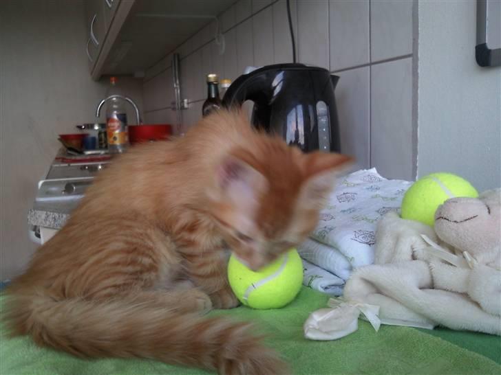 Norsk Skovkat Emmery billede 7