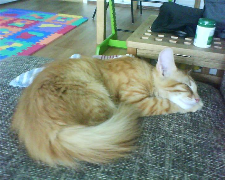 Norsk Skovkat Emmery billede 8