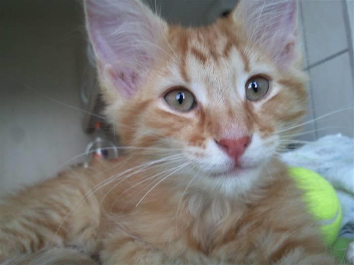 Norsk Skovkat Emmery billede 9