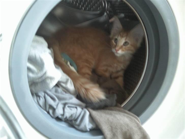 Norsk Skovkat Emmery billede 10