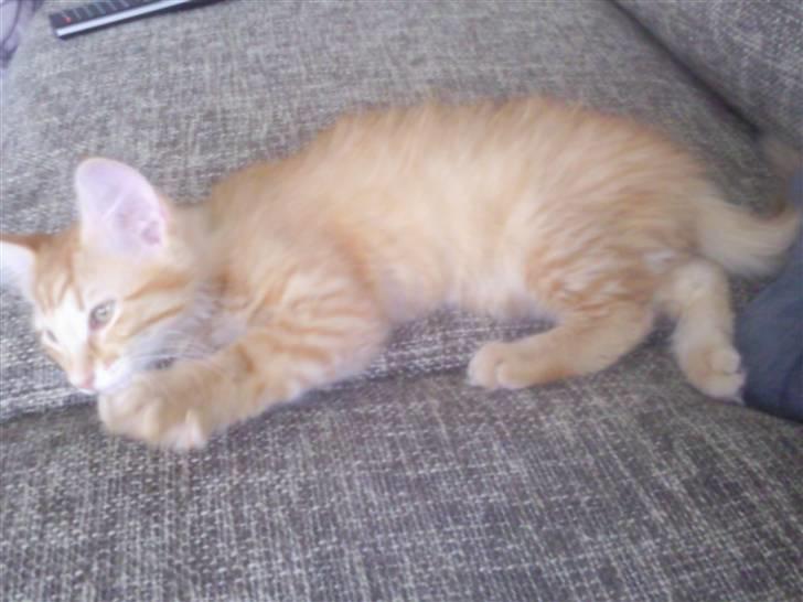 Norsk Skovkat Emmery billede 11