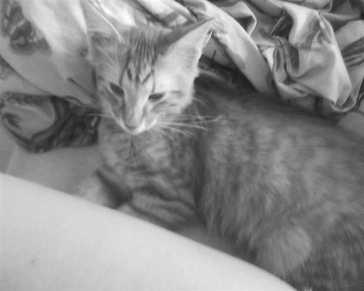 Norsk Skovkat Emmery billede 12