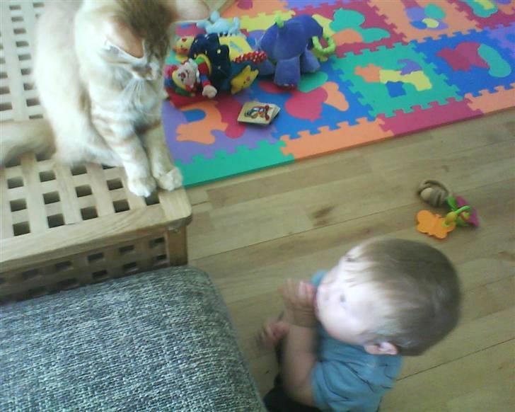 Norsk Skovkat Emmery billede 13