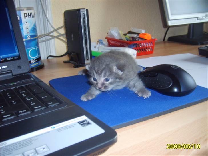 Huskat Grå mis (R.I.P) - Her jeg lille billede 1