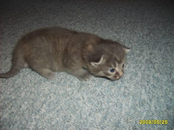 Huskat Grå mis (R.I.P) - her er har jeg lige fået øje billede 2