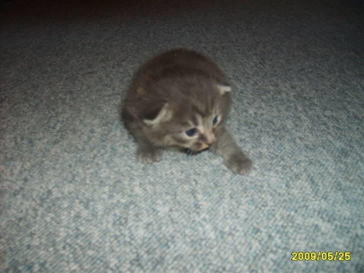 Huskat Grå mis (R.I.P) - lille mig  billede 3