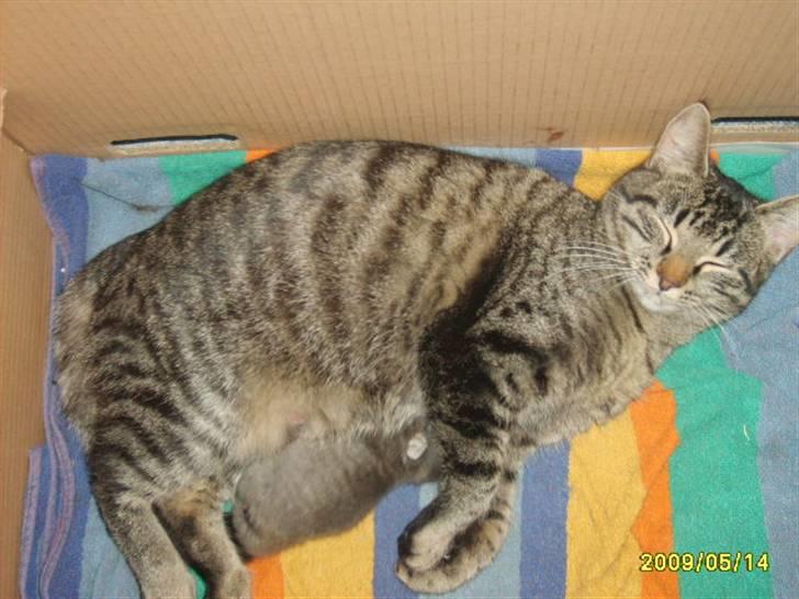 Huskat Grå mis (R.I.P) - Her ligge jeg sammen med min mor billede 4