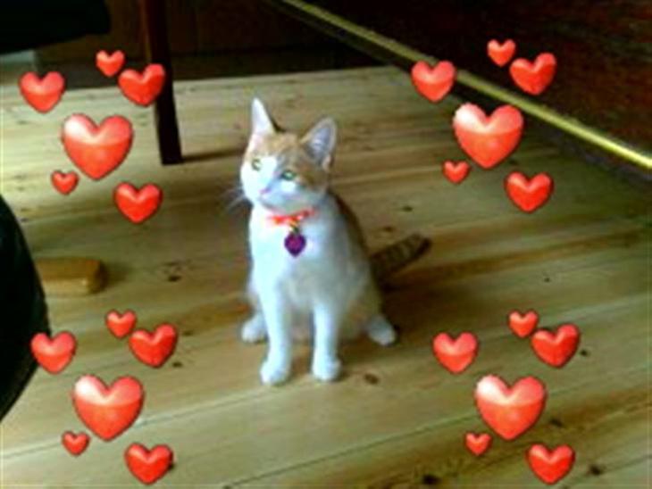 {{currentPhoto.altText}} billede {{currentPhoto.number}}