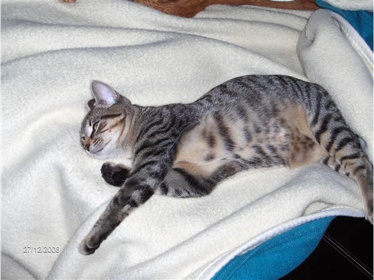 {{currentPhoto.altText}} billede {{currentPhoto.number}}