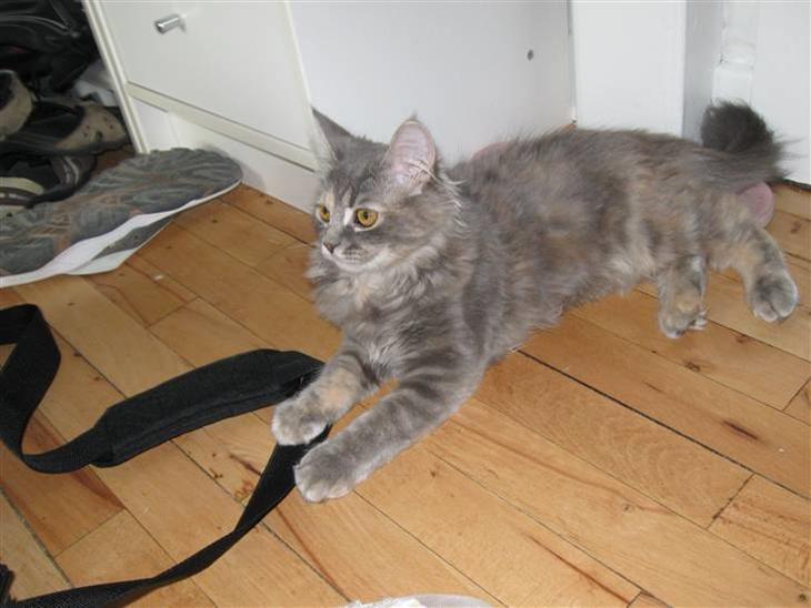 {{currentPhoto.altText}} billede {{currentPhoto.number}}