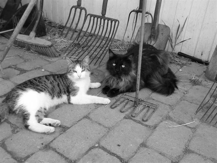 Maine Coon Mitzy - Lillebror (Nefatiti) og storebror (Mitzy) billede 1