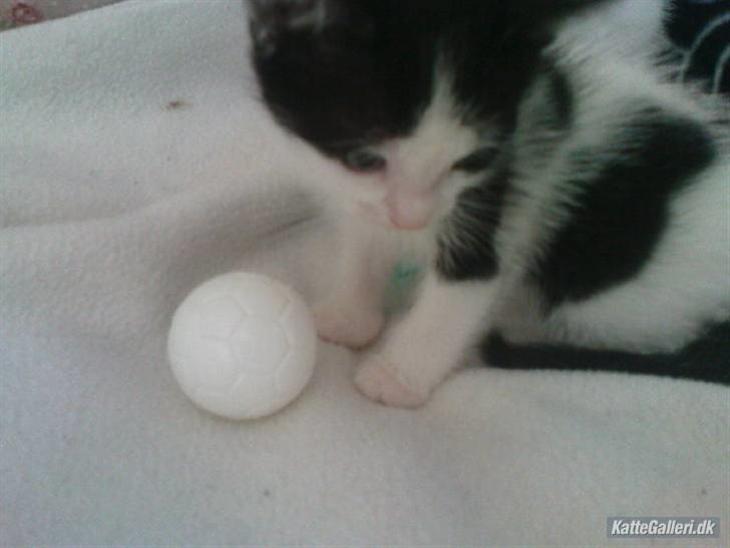 {{currentPhoto.altText}} billede {{currentPhoto.number}}