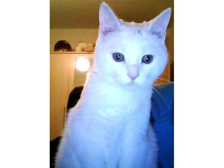 Blanding af racer Snowball *<R.I.P>* billede 1