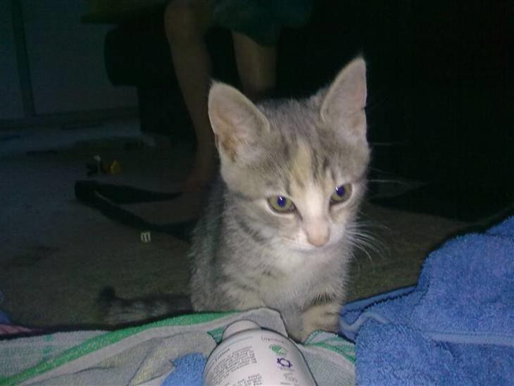 {{currentPhoto.altText}} billede {{currentPhoto.number}}