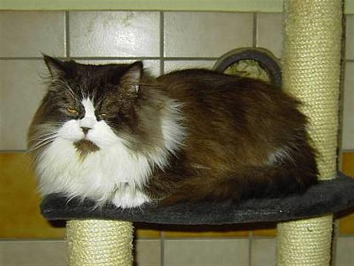 {{currentPhoto.altText}} billede {{currentPhoto.number}}