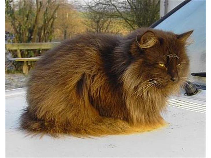 {{currentPhoto.altText}} billede {{currentPhoto.number}}