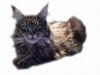 Maine Coon Ankicoon´s Shanti