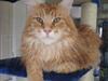 Maine Coon Gugger´s Pascha *Savnes* [ Himmelkat]