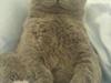 British Shorthair Felix 
