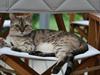 Bengal  Toulouse*GIP*
