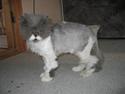 Perser Alexander(Xander)