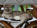 Bengal Toulouse*GIP*